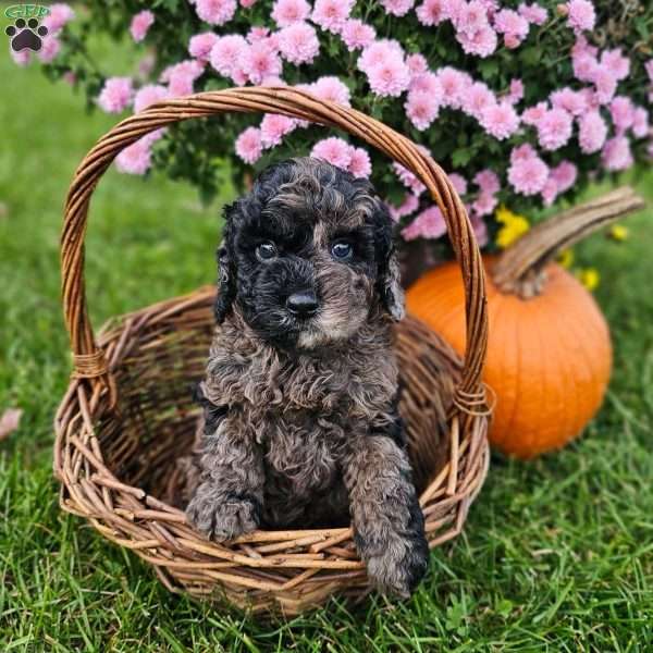 Elsa, Mini Goldendoodle Puppy