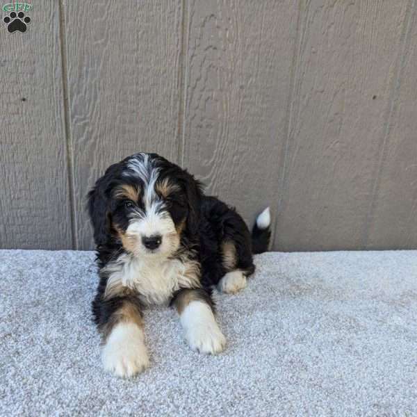 Rocky, Bernedoodle Puppy