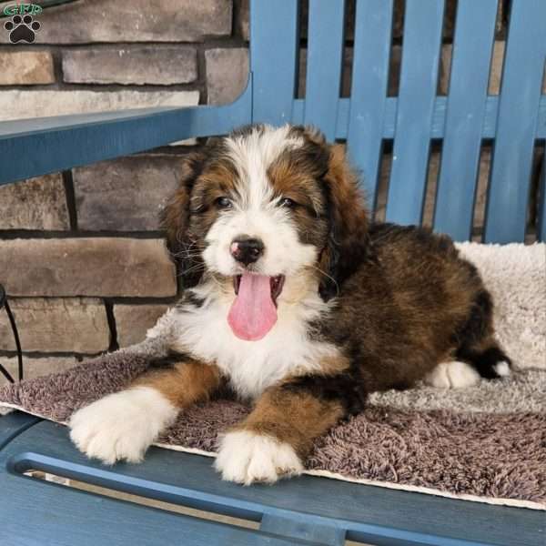 Cooper, Bernedoodle Puppy