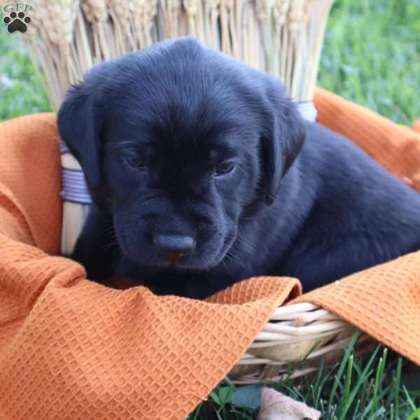 Dixie, Chocolate Labrador Retriever Puppy