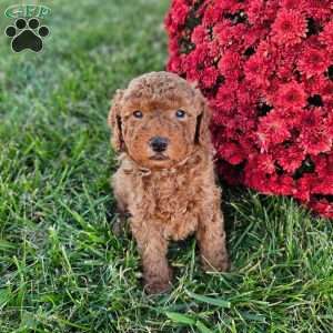 Ernie, Mini Goldendoodle Puppy