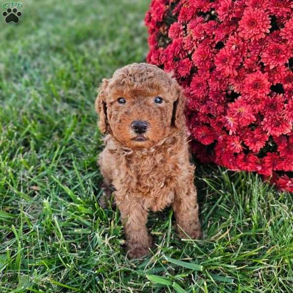 Ernie, Mini Goldendoodle Puppy