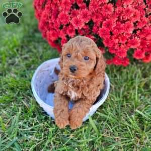 Elvis, Mini Goldendoodle Puppy