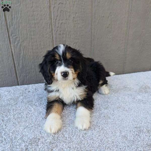 Chase, Bernedoodle Puppy