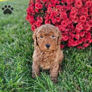 Ernie, Mini Goldendoodle Puppy