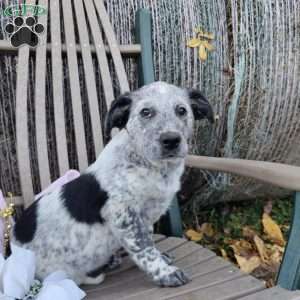 Samoyed blue fashion heeler mix