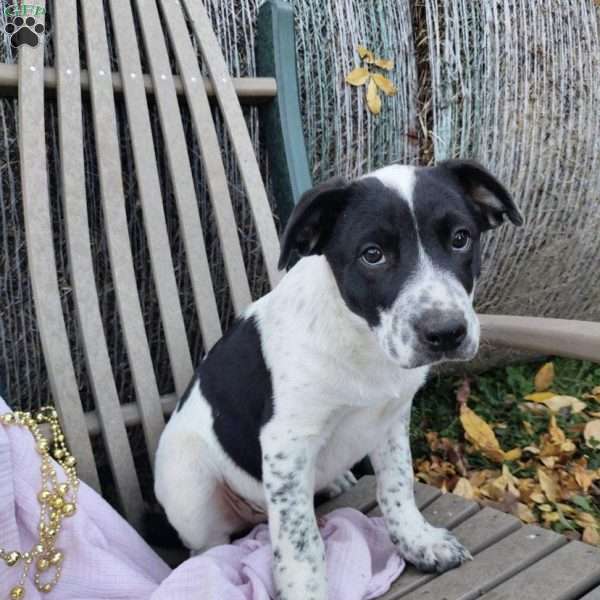 Boomer, Blue Heeler Mix Puppy