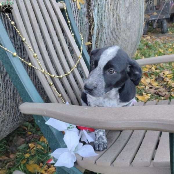 Freddy, Blue Heeler Mix Puppy