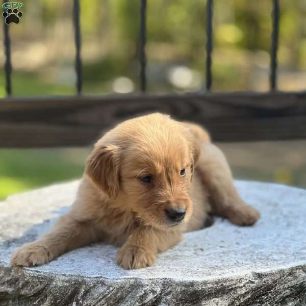 Max, Golden Retriever Puppy