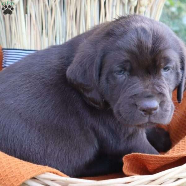 Daisy, Chocolate Labrador Retriever Puppy