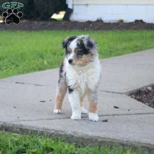 Kasper, Miniature Australian Shepherd Puppy