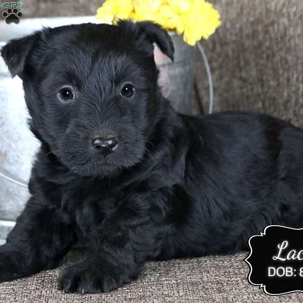 Lacey, Scottish Terrier Puppy