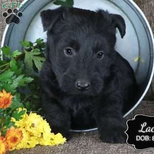 Lacey, Scottish Terrier Puppy