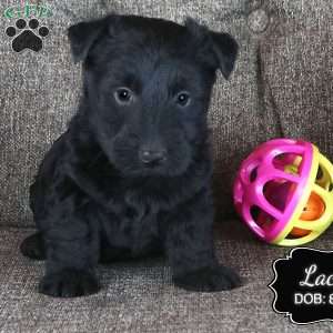 Lacey, Scottish Terrier Puppy