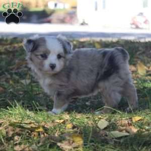 Leah, Miniature Australian Shepherd Puppy