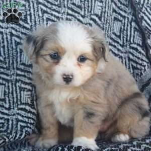 Leah, Miniature Australian Shepherd Puppy