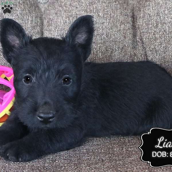 Liam, Scottish Terrier Puppy