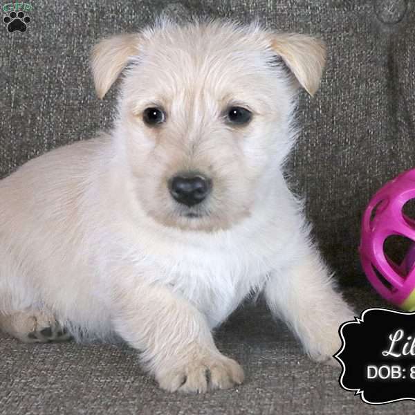 Lila, Scottish Terrier Puppy