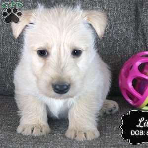 Lila, Scottish Terrier Puppy