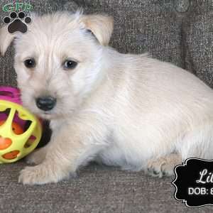 Lila, Scottish Terrier Puppy