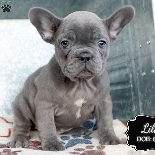 Lilac, French Bulldog Puppy