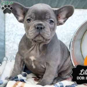 Lilac, French Bulldog Puppy