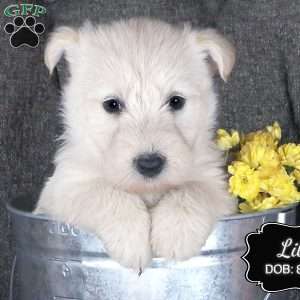 Lily, Scottish Terrier Puppy