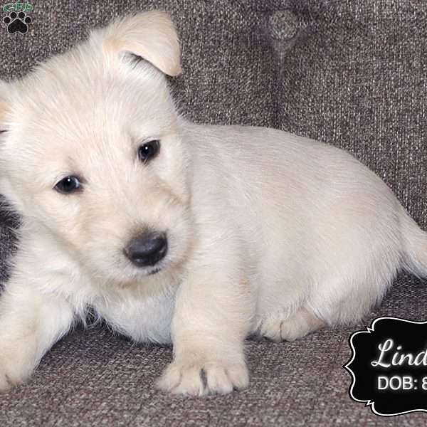 Lindsey, Scottish Terrier Puppy