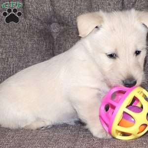 Lindsey, Scottish Terrier Puppy