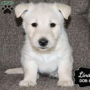 Lindsey, Scottish Terrier Puppy