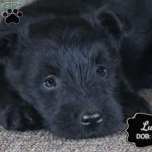 Lucy, Scottish Terrier Puppy