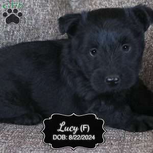 Lucy, Scottish Terrier Puppy