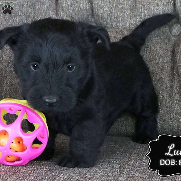 Lucy, Scottish Terrier Puppy