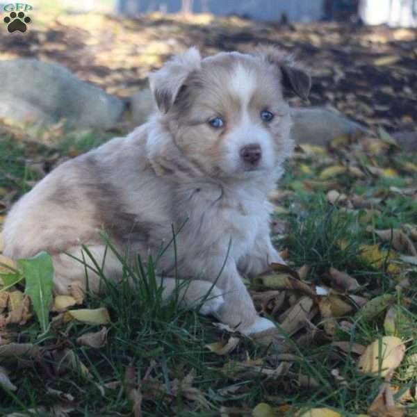 LuLu, Miniature Australian Shepherd Puppy