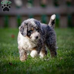 Makalu, Mini Bernedoodle Puppy