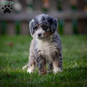 Makalu, Mini Bernedoodle Puppy