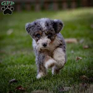 Makalu, Mini Bernedoodle Puppy