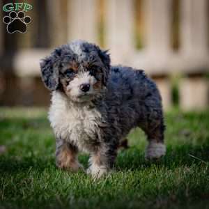 Makalu, Mini Bernedoodle Puppy