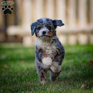 Makalu, Mini Bernedoodle Puppy