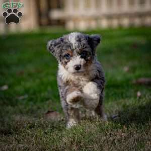 Makalu, Mini Bernedoodle Puppy