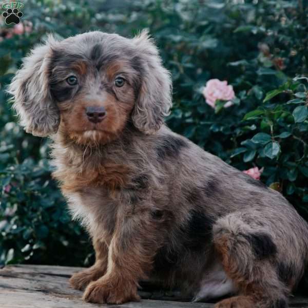 Calvin, Cavapoo Puppy