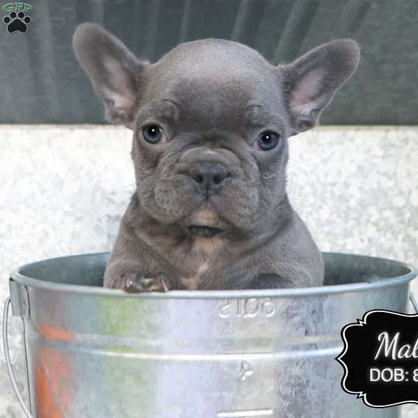 Malik, French Bulldog Puppy