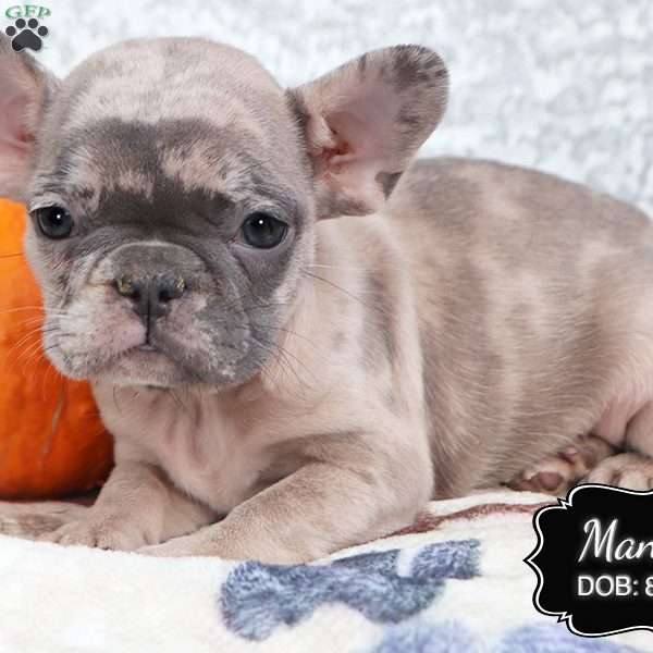 Mandy, French Bulldog Puppy