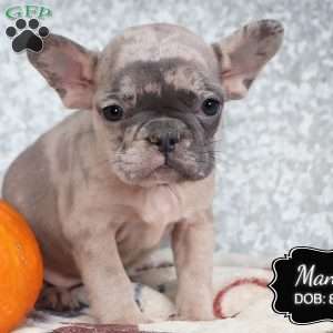 Mandy, French Bulldog Puppy