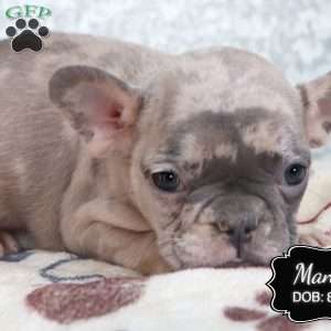 Mandy, French Bulldog Puppy