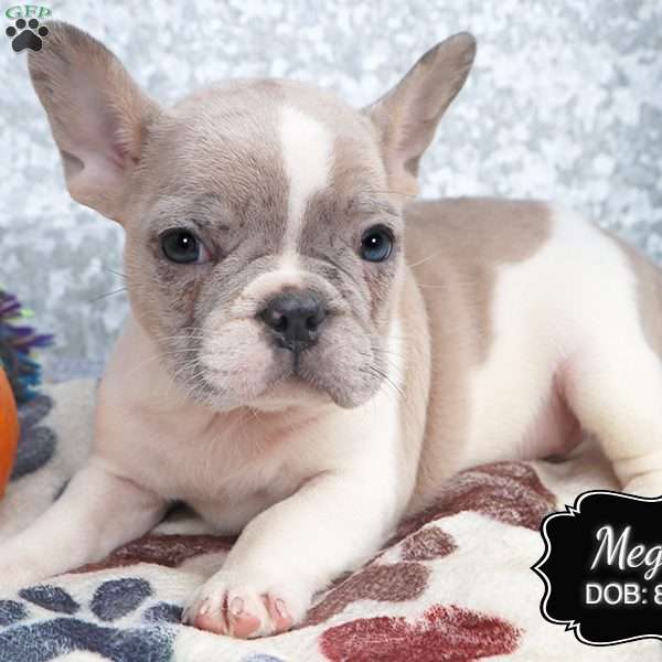 Megan, French Bulldog Puppy