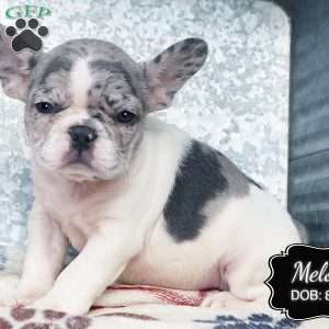 Melody, French Bulldog Puppy