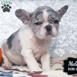 Melody, French Bulldog Puppy