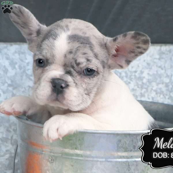 Melody, French Bulldog Puppy