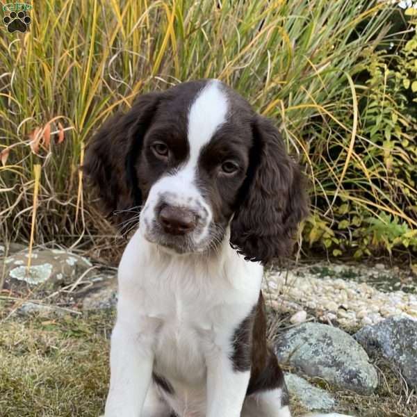 Milo, English Springer Spaniel Puppy